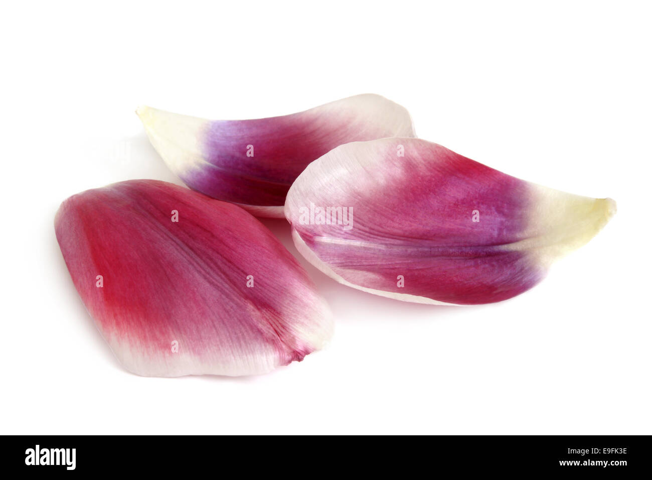 Closeup petali di tulip Foto Stock