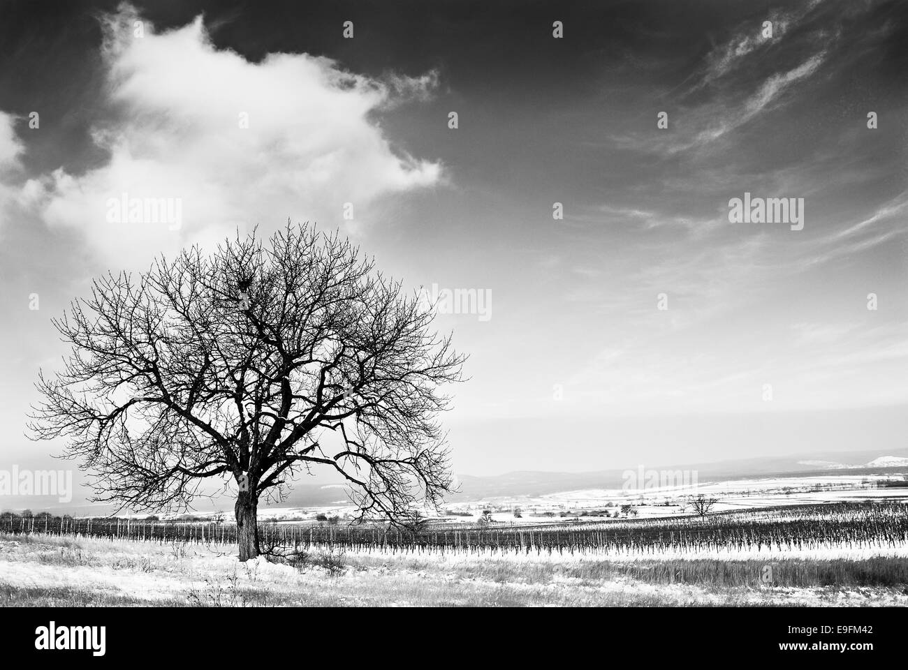 Paesaggio invernale bw con albero ciliegio Foto Stock
