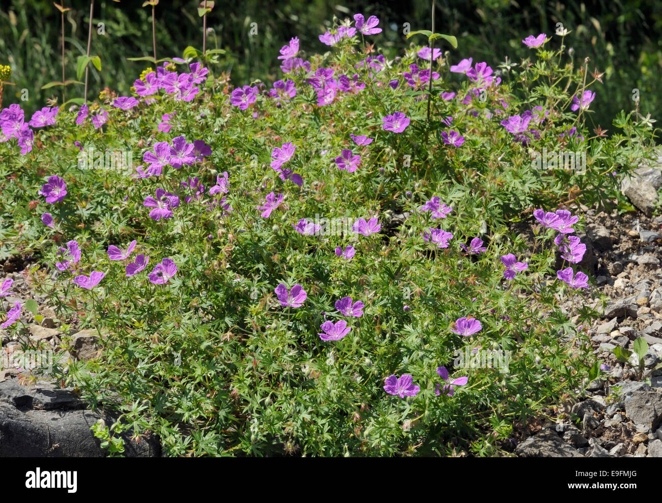 Bloody Crane's-bill - Geranium sanguineum crescendo in Ghiaioni calcarei Foto Stock