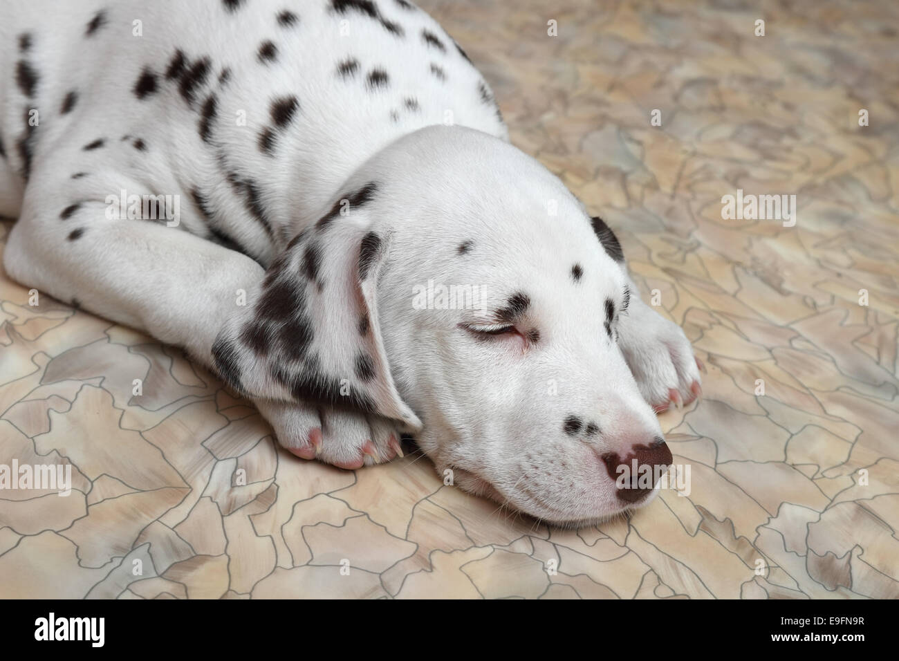 Di dalmata cucciolo di cane Foto Stock
