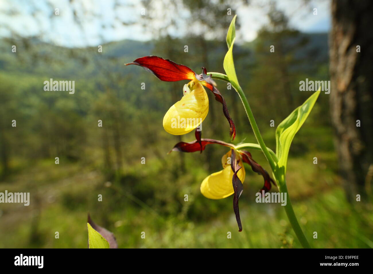 fiori dell'orchidea Foto Stock