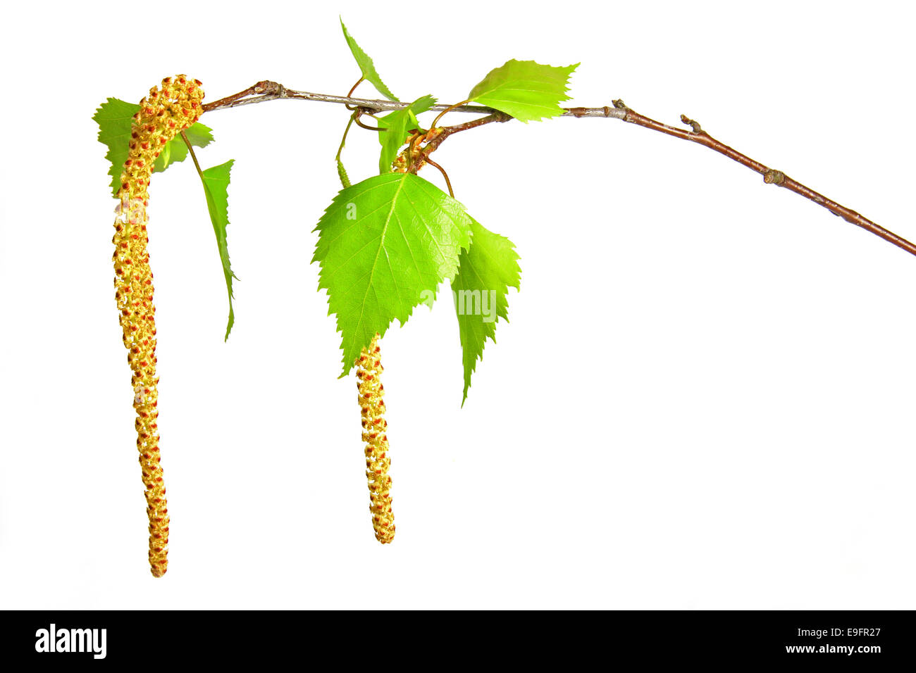 Blooming ramoscello di betulla Foto Stock