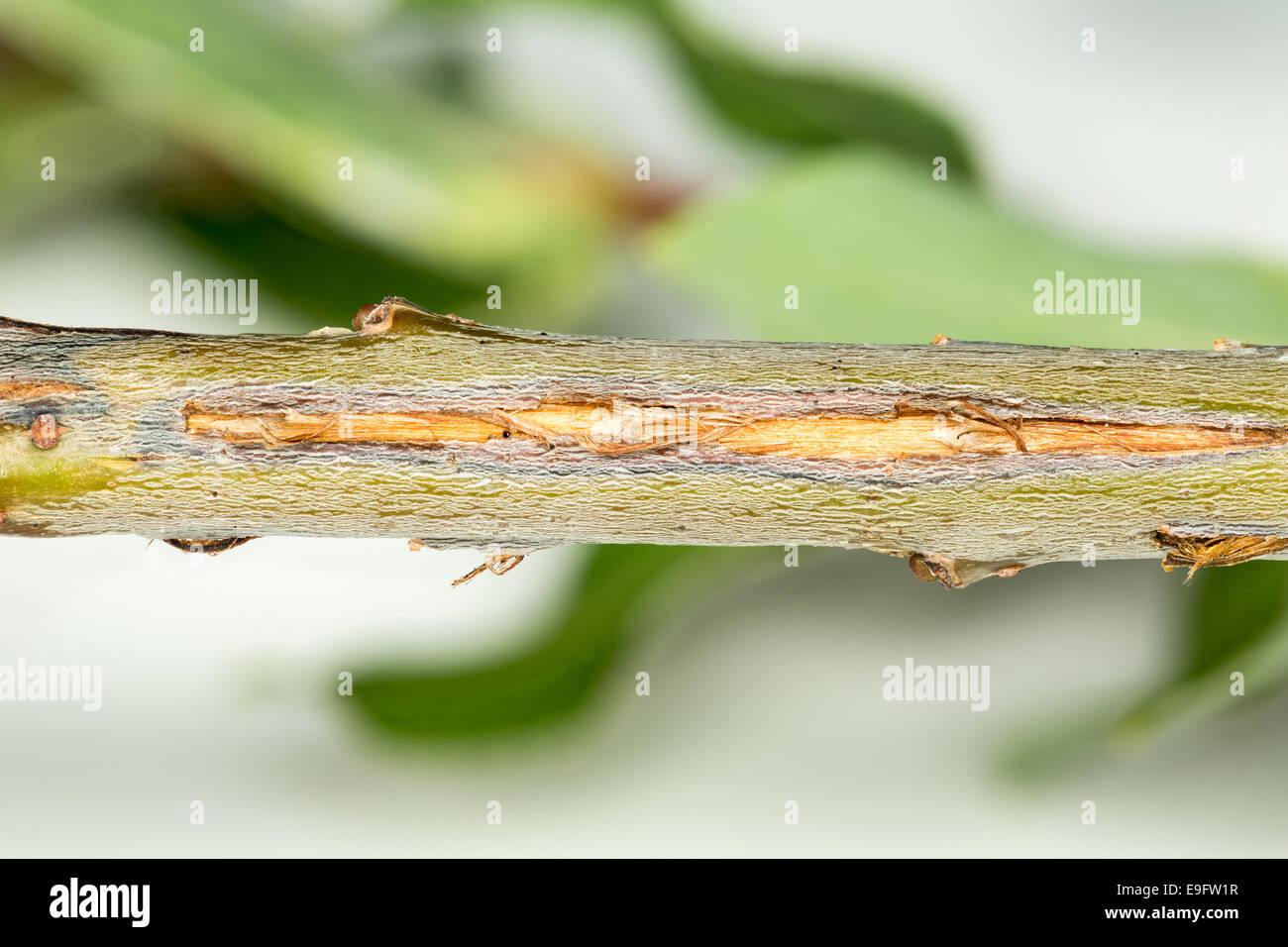 Immagine macro di danni ad albero da Cicala Foto Stock