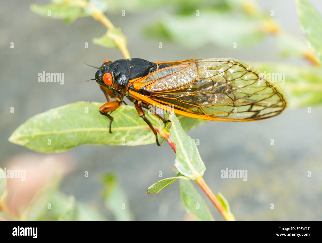 Macro immagine della cicala da brood II Foto Stock