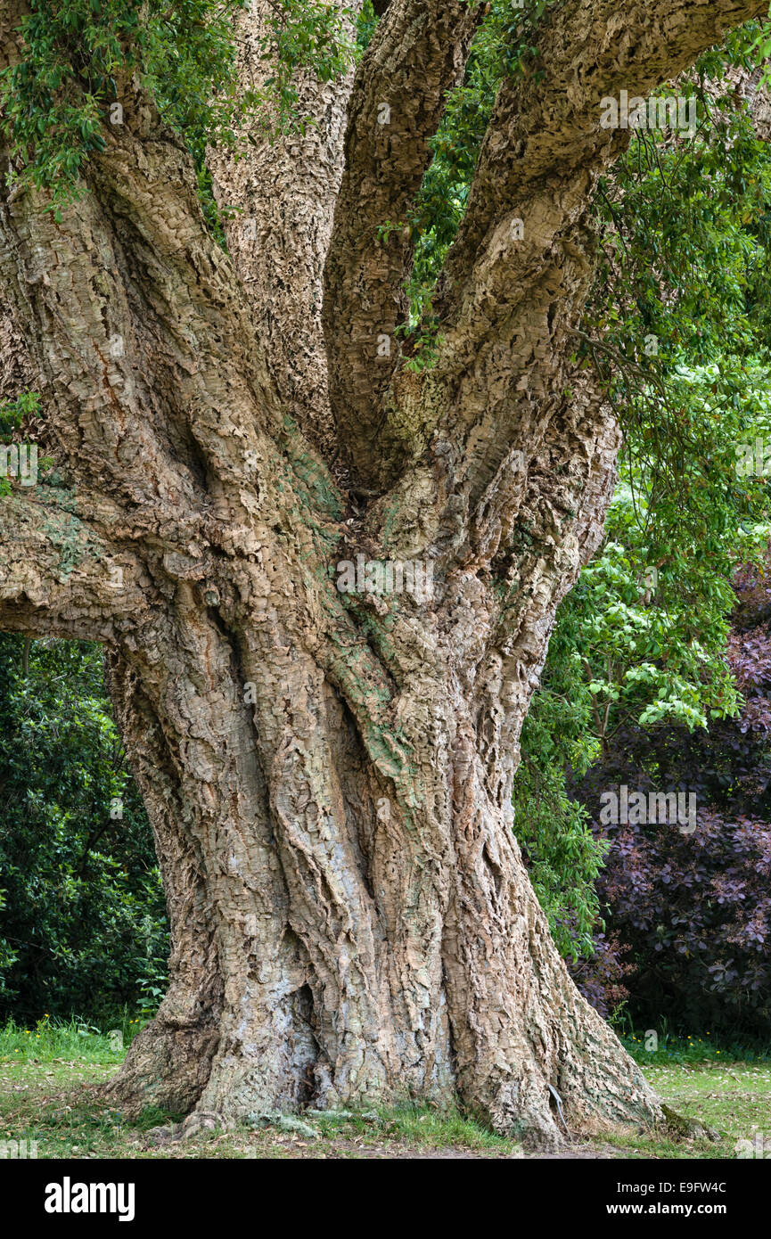 Nei giardini di Antony, Torpoint, Cornovaglia, Regno Unito. L'enorme quercia da sughero (quercus suber) sul Cork Oak Lawn vicino alla casa è un albero campione Foto Stock