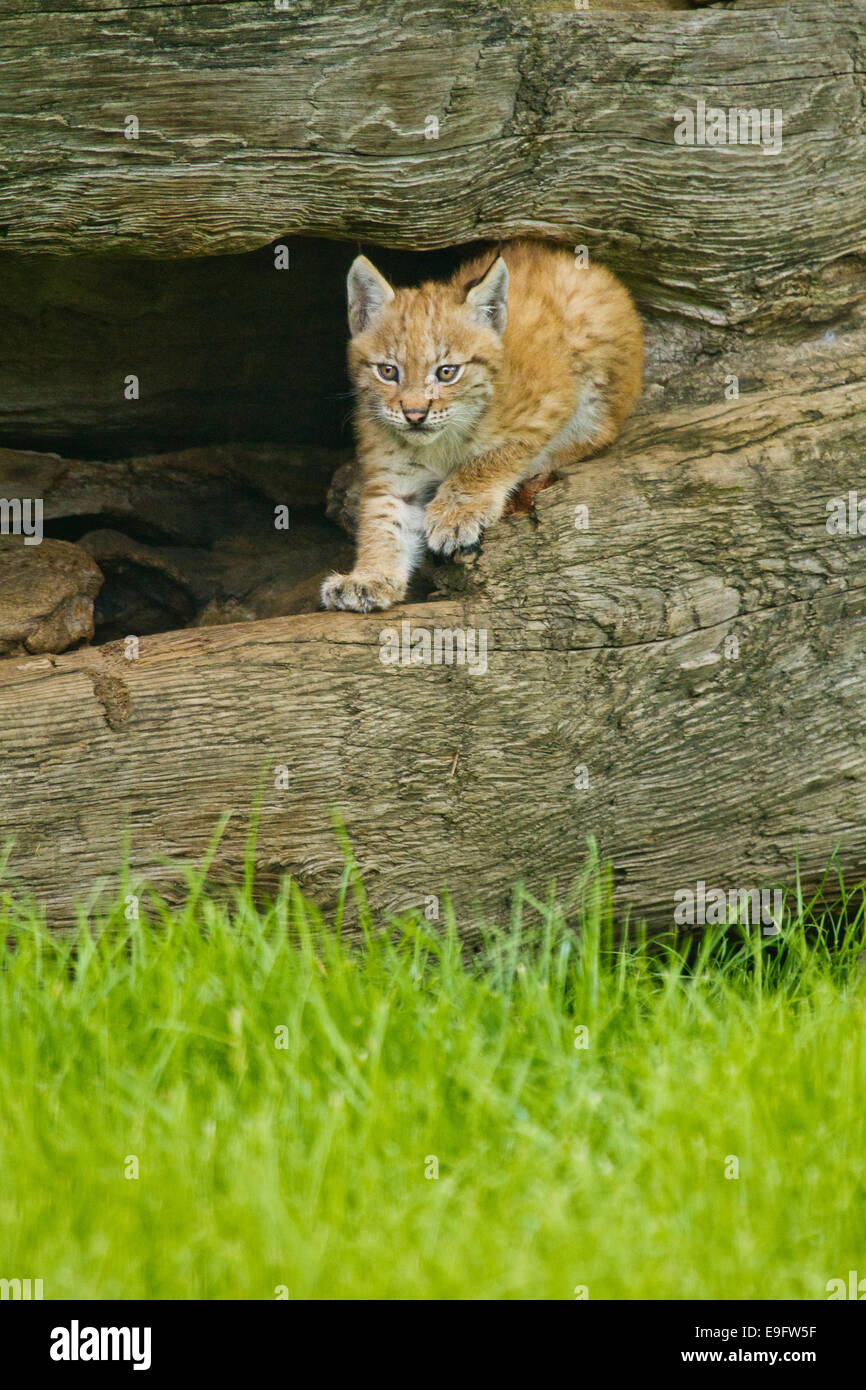 Eurasian (Lynx Lynx lynx) Foto Stock