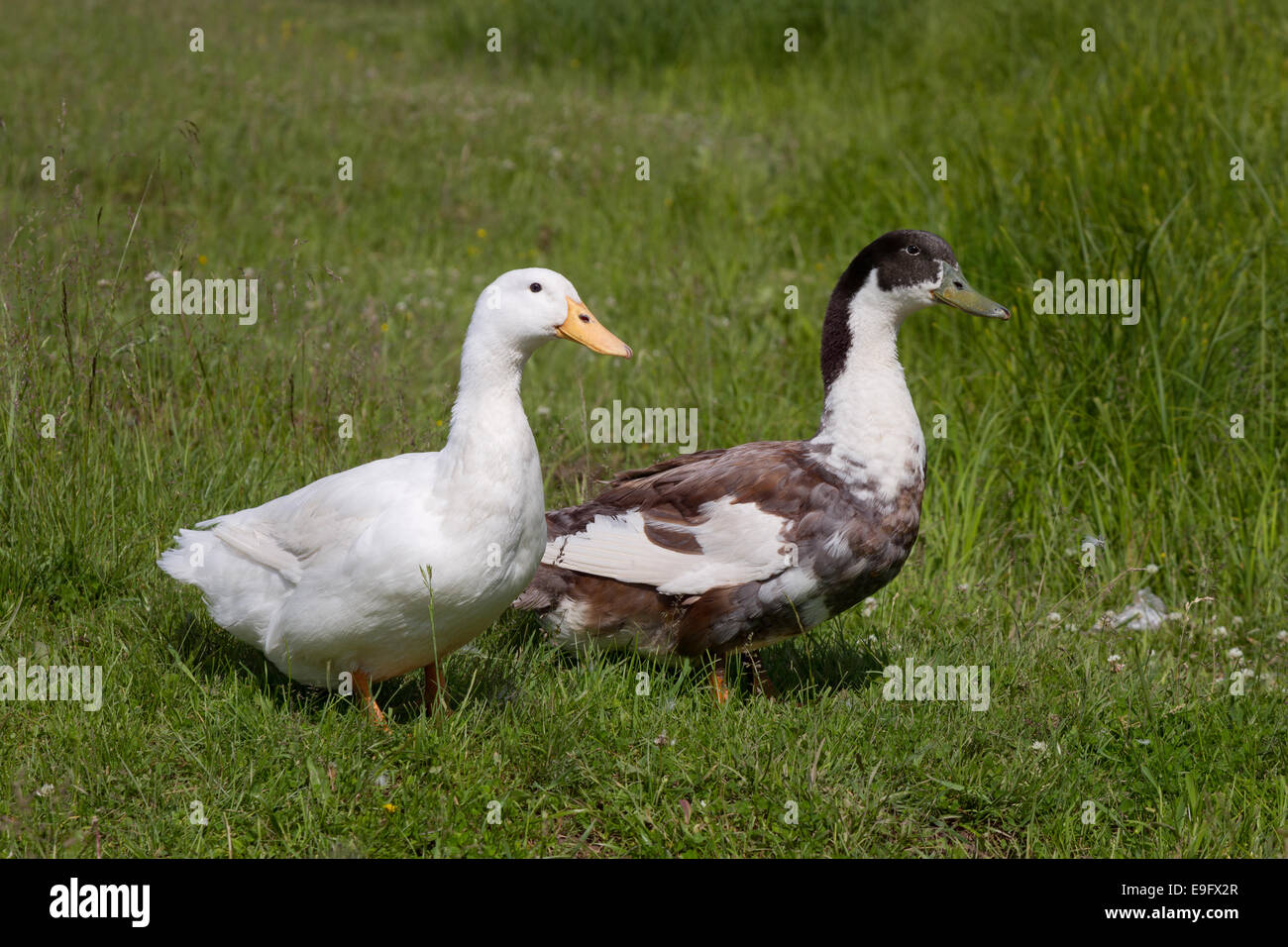 Anatre domestiche Foto Stock