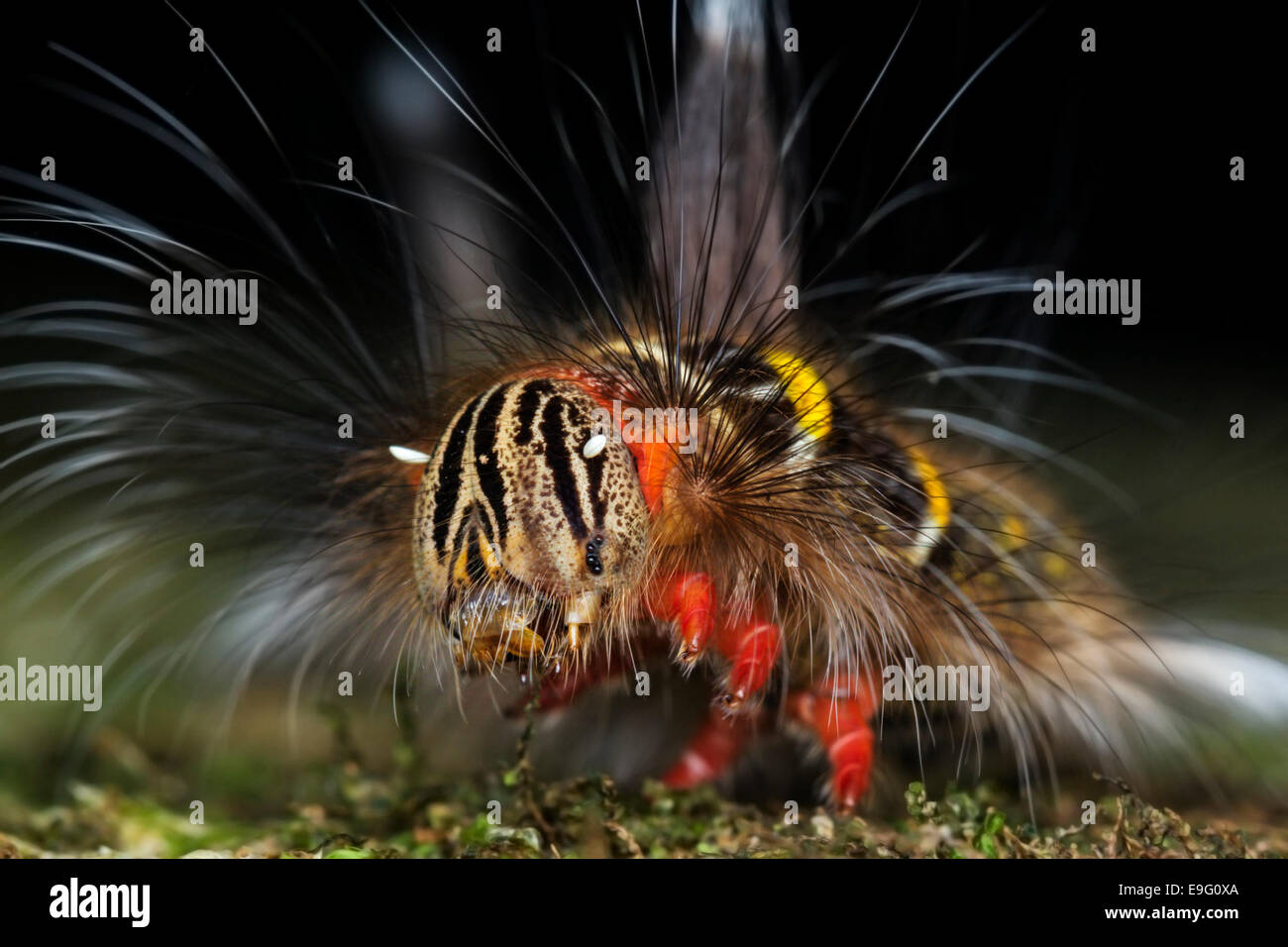 Close up delle colorate hairy caterpillar di Lasiocampidae specie nella foresta pluviale del Borneo Foto Stock