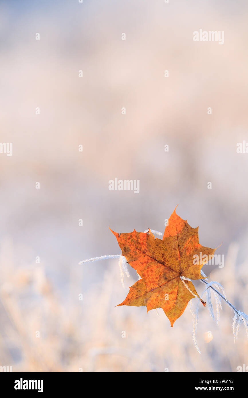 Primo gelo notturno Foto Stock