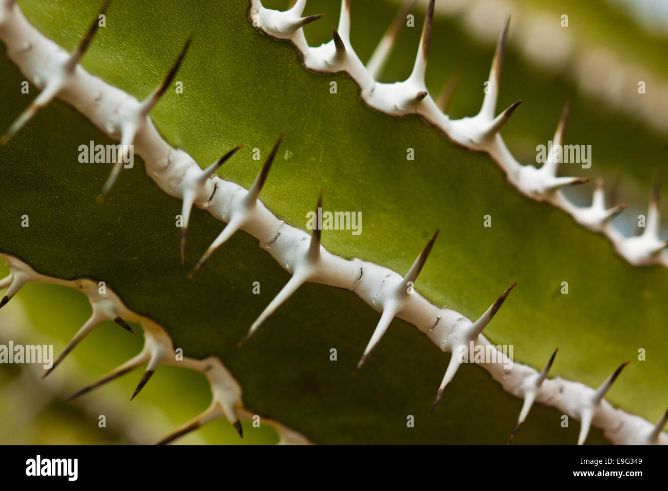 Cactus (Cactaceae) Foto Stock