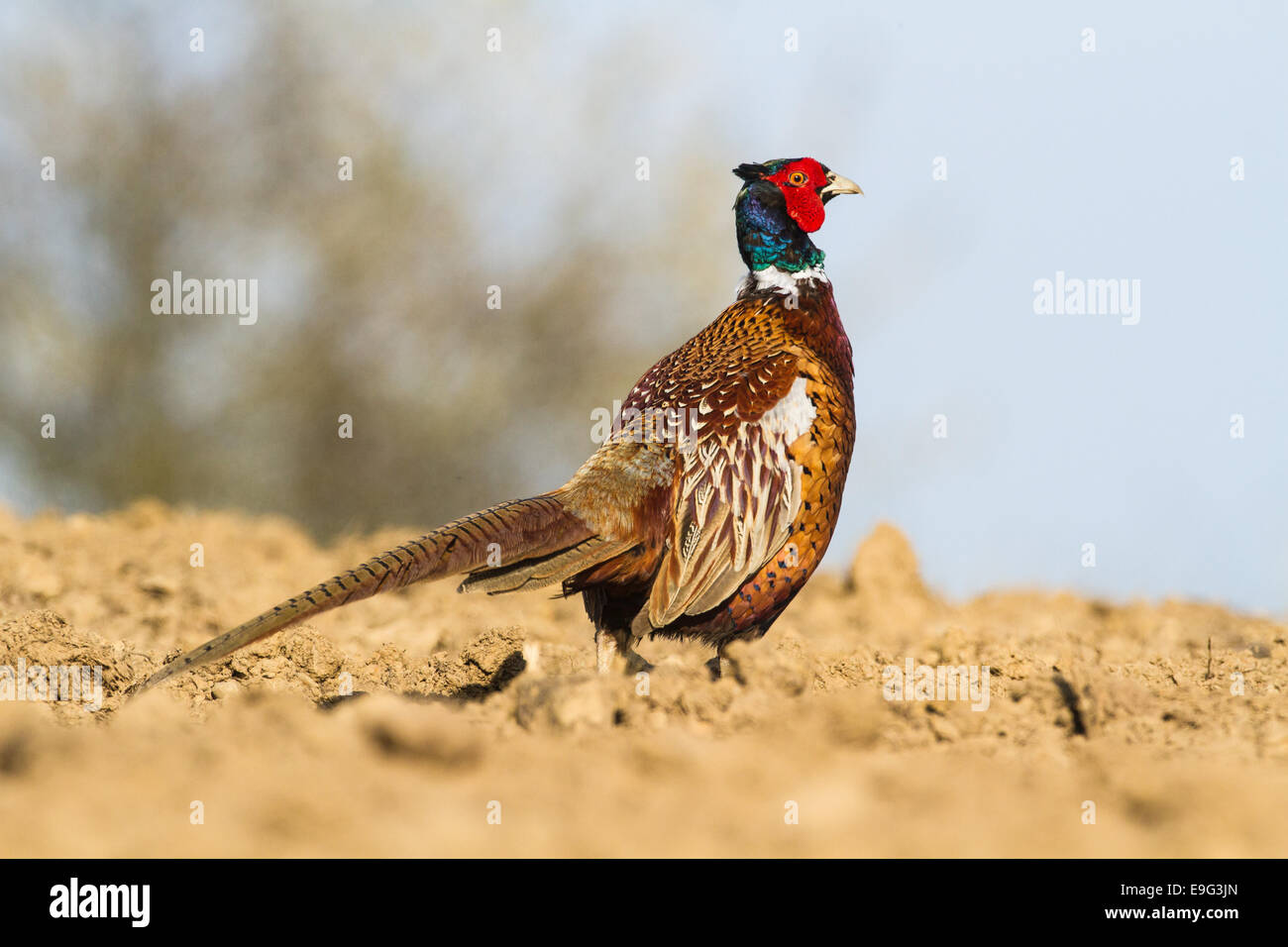 (Comune) pheasant Phasianus colchicus Foto Stock