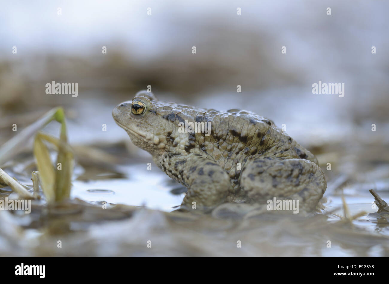 Il rospo comune, maschio (Bufo bufo) Foto Stock