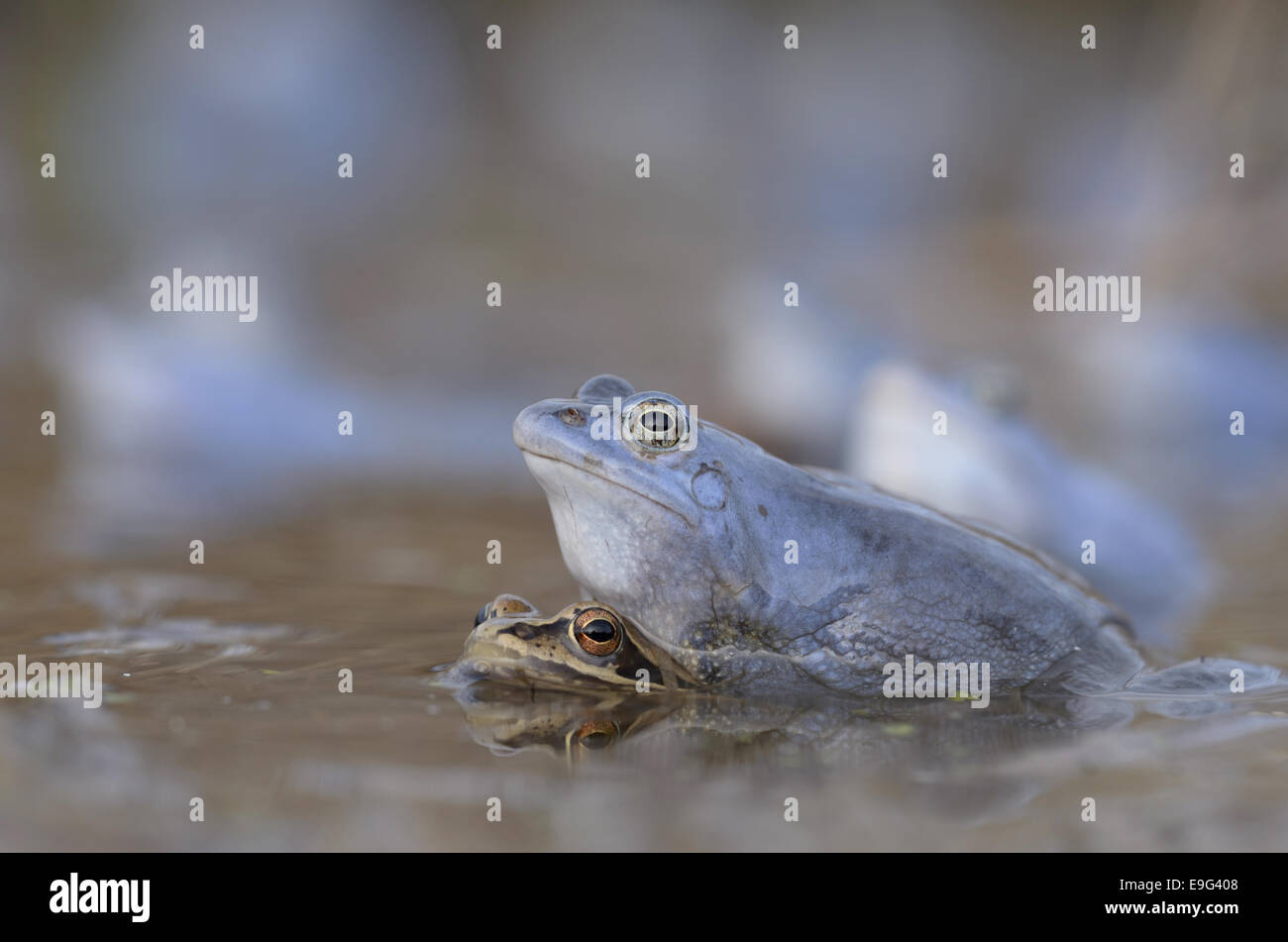 Moor Frog (Rana arvalis), femmina e maschio Foto Stock