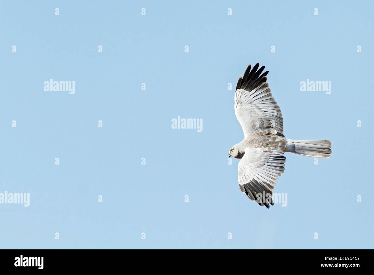 Maschio adulto Albanella reale (Circus cyaneus) in volo contro il blu limpido cielo invernale a caccia di prede su terreni agricoli tradizionali Foto Stock