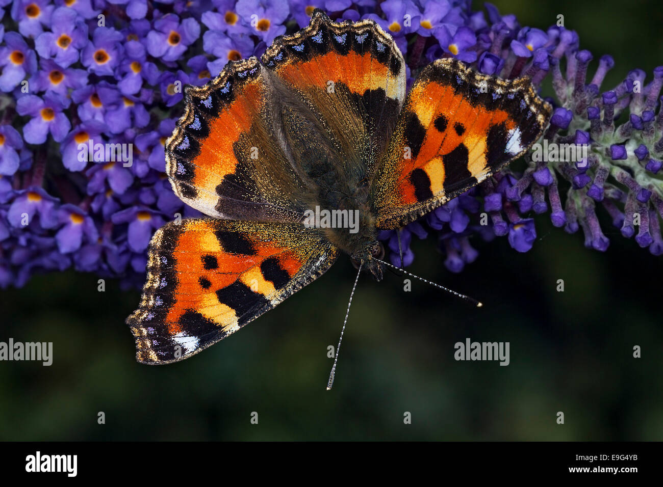 Piccola tartaruga (Aglais urticae) farfalla alimentando il nettare di un buddleia pianta in un paese di lingua inglese giardino Foto Stock