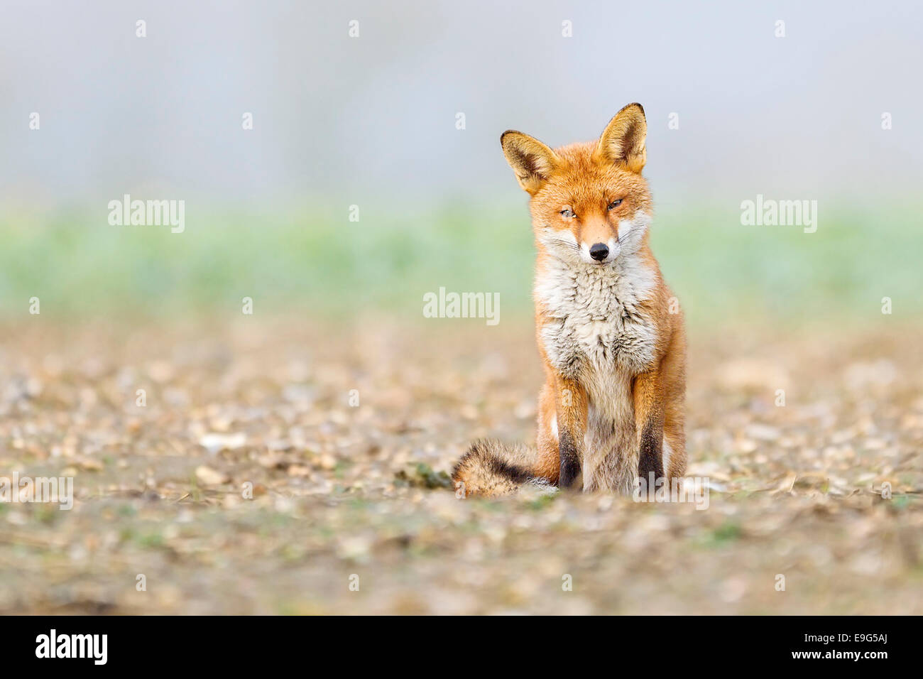 Red Fox (Vulpes vulpes) di appoggio in un campo arabile prima di una tempesta di neve Foto Stock