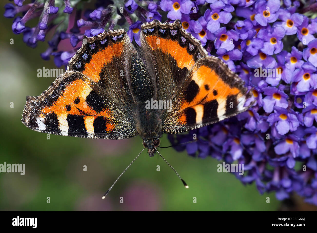 Piccola tartaruga (Aglais urticae) farfalla alimentando il nettare di un buddleia pianta in un paese di lingua inglese giardino Foto Stock