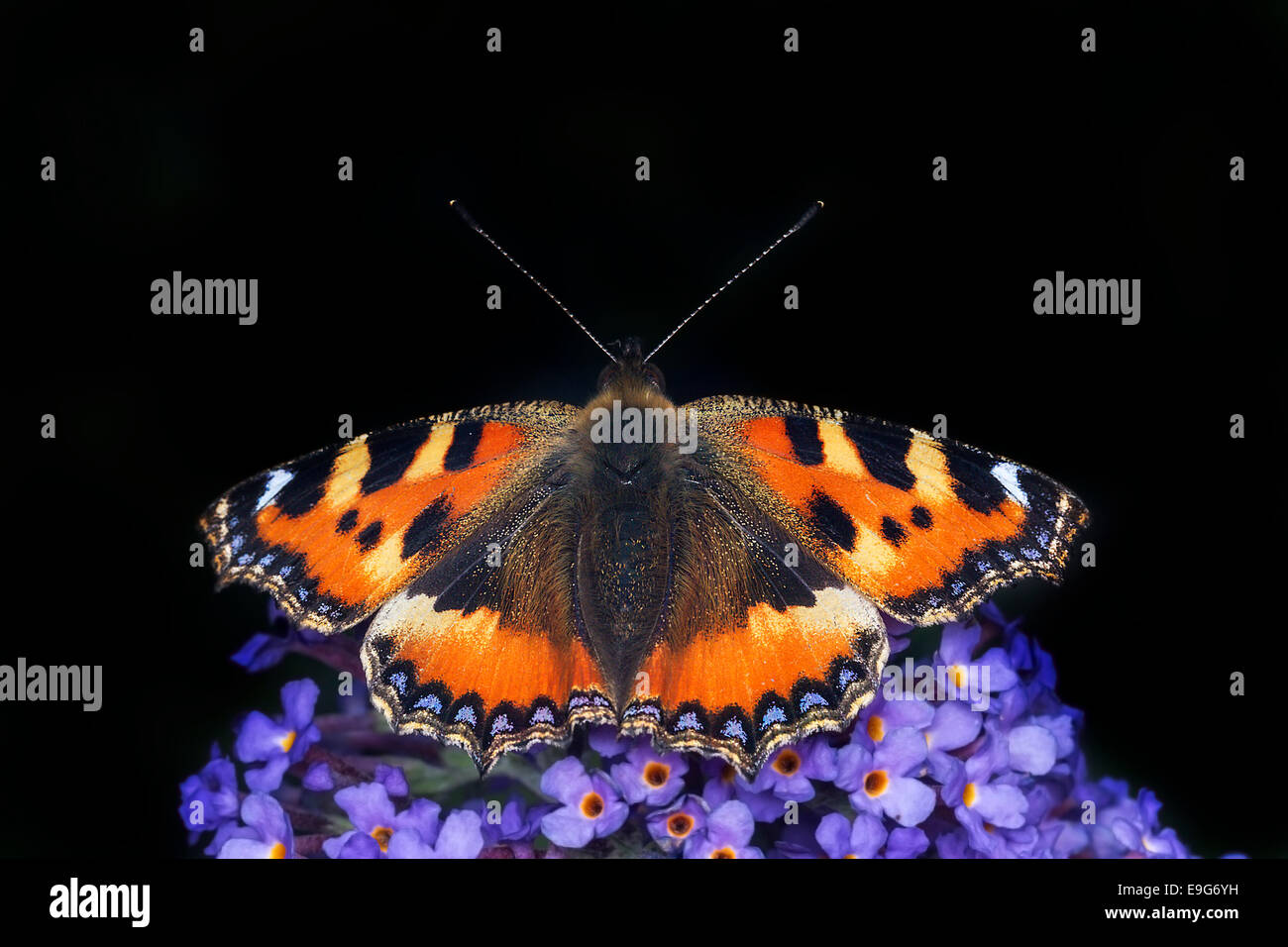 Piccola tartaruga (Aglais urticae) farfalla alimentando il nettare di un buddleia pianta in un paese di lingua inglese giardino Foto Stock