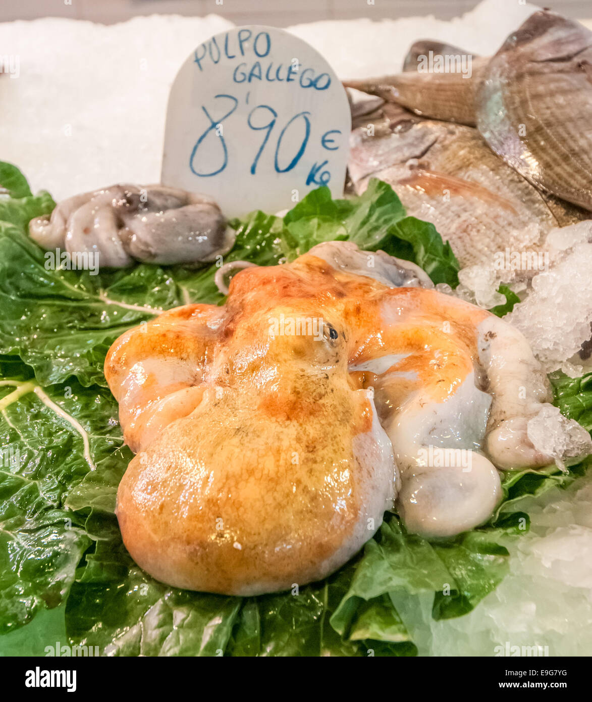 Il galiziano octopus nel mercato Foto Stock
