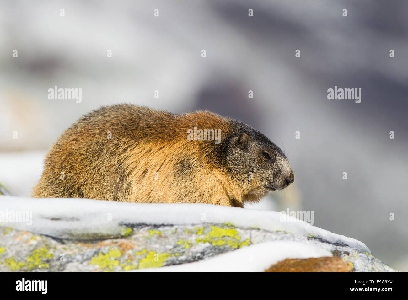 La marmotta [Marmota] Foto Stock