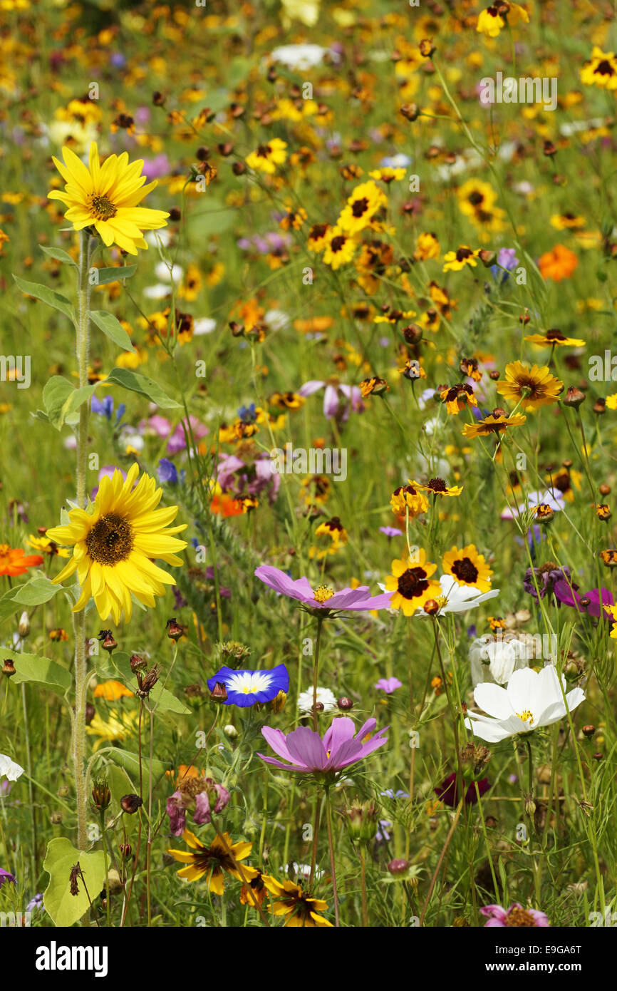 Summerly Flowerfield Foto Stock