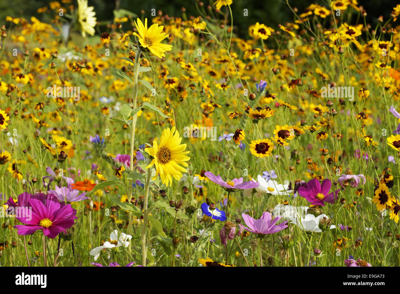 Summerly Flowerfield Foto Stock