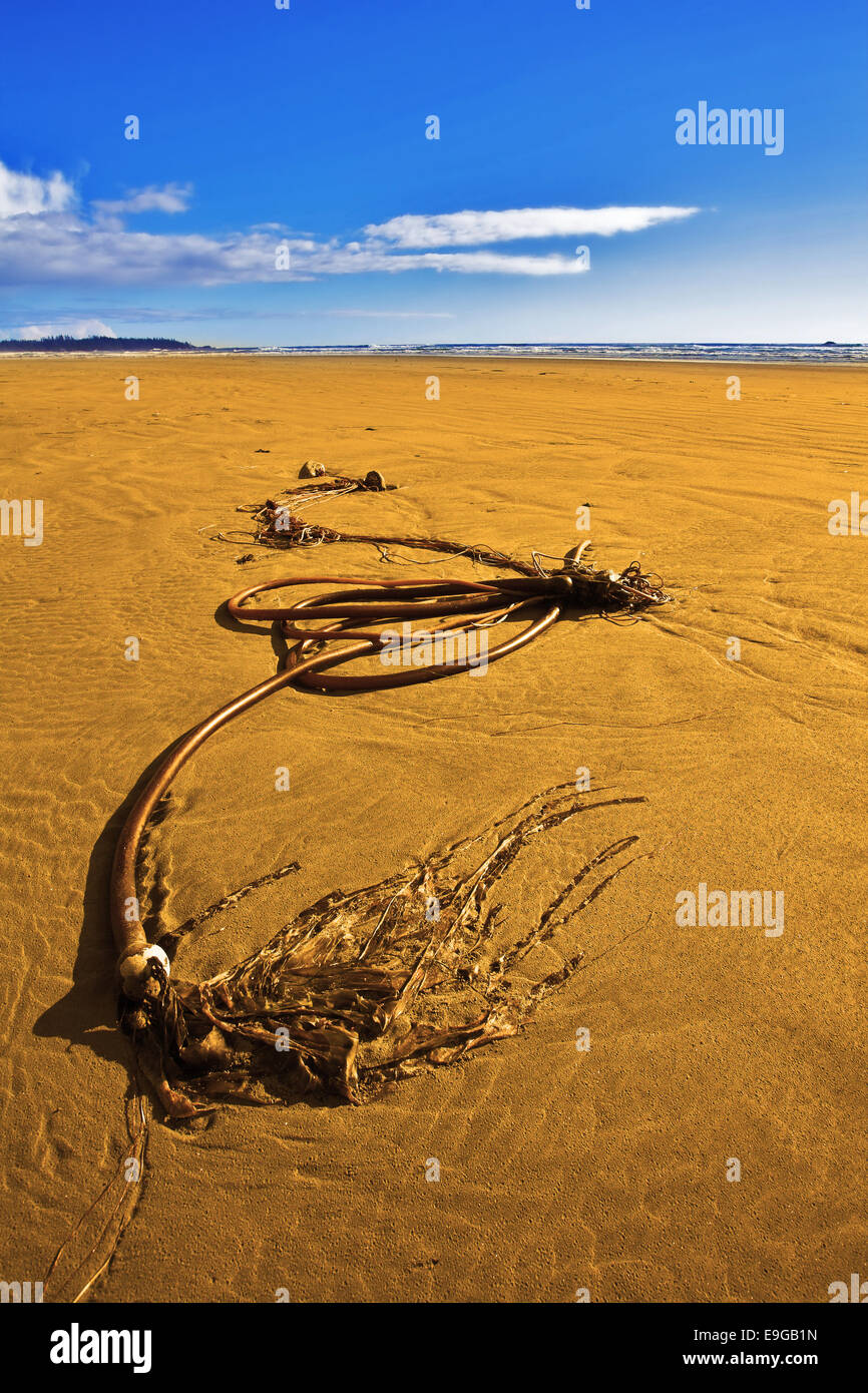 Alga secca Foto Stock