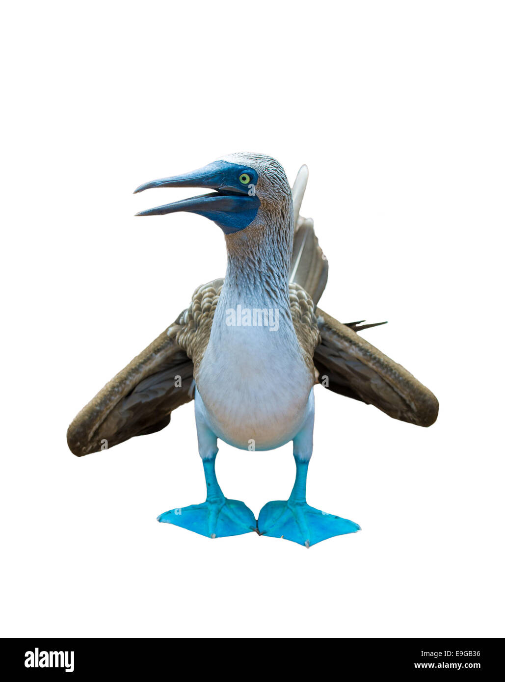 Blu-footed booby su sfondo bianco Foto Stock