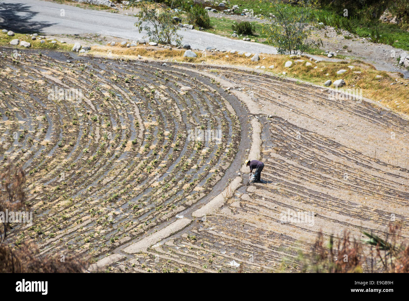 Lavoratore agricolo o agricoltore che scavano in un campo irrigato con canali di irrigazione, Colca Canyon vicino ad Arequipa, Perù, un'area colpita dal cambiamento climatico Foto Stock