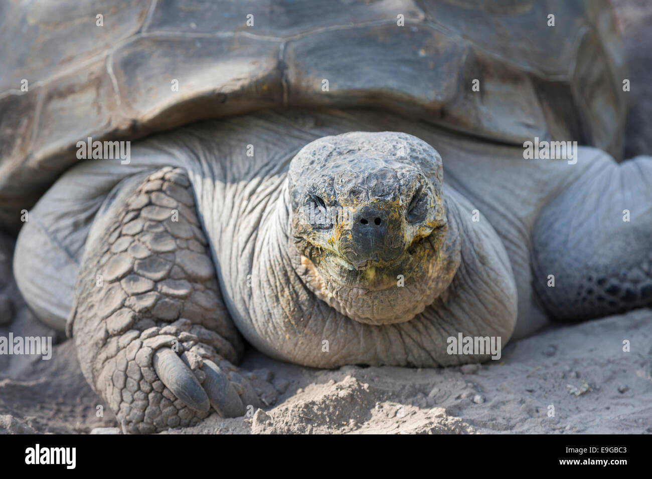 In prossimità della testa di una tartaruga gigante in Arequipa, Perù tenuto come un animale in un hotel Foto Stock