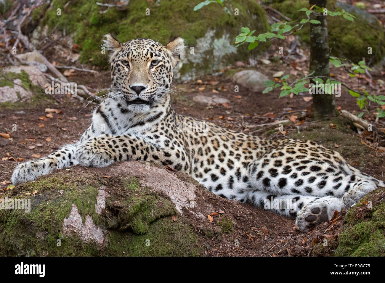 Leopardo persiano. Foto Stock