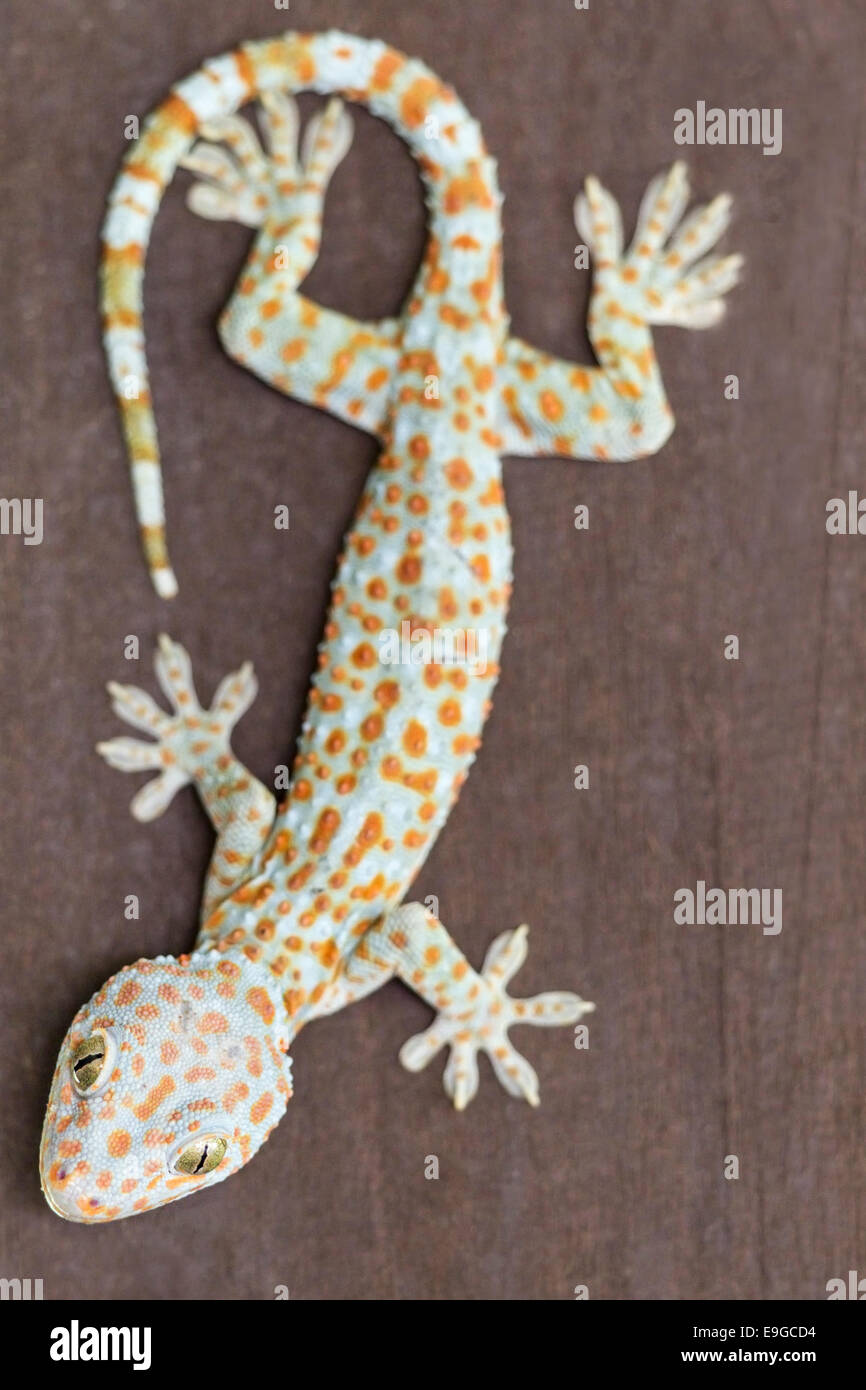 Un adulto grande vino di Tokay Gecko (Gekko gecko) Foto Stock