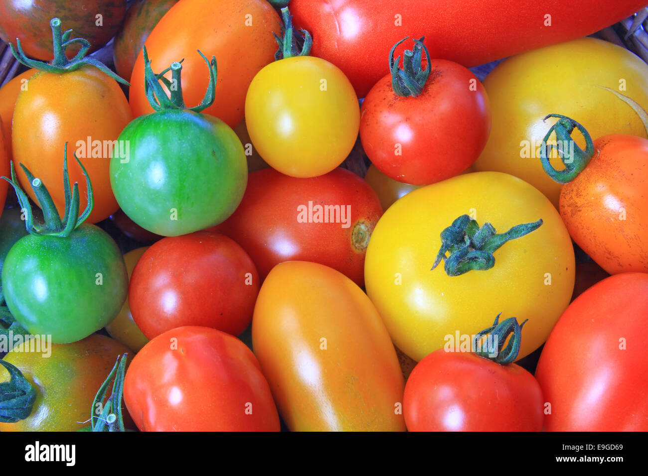 Varie cultivar di pomodoro Foto Stock