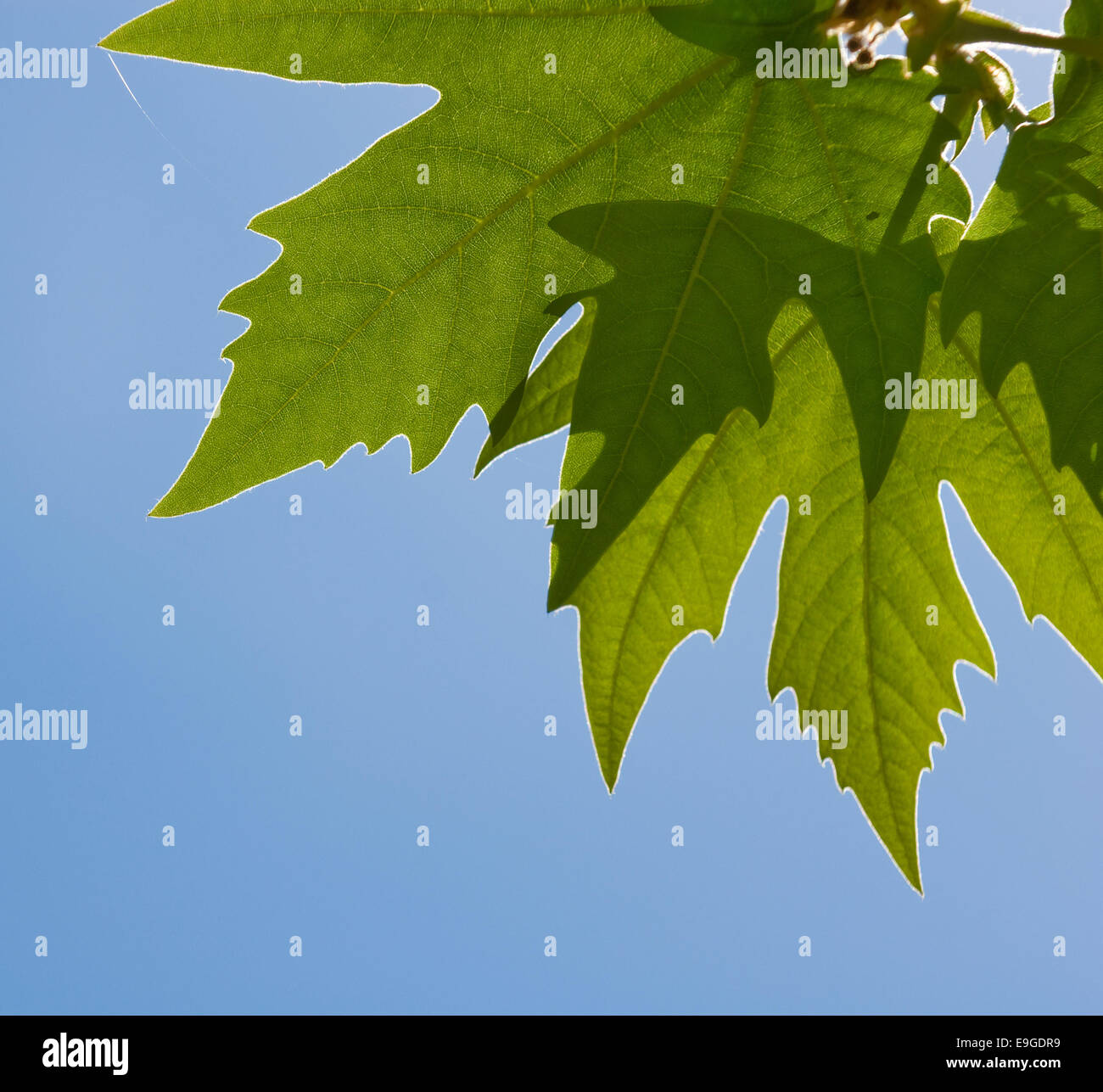 Foglie verdi oltre il cielo blu sullo sfondo Foto Stock