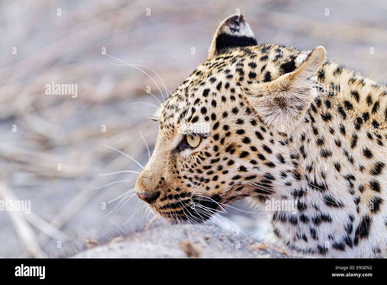 Donna africana alimentazione Leopard su un elefante africano di vitello, di Chobe National Park, Botswana Foto Stock