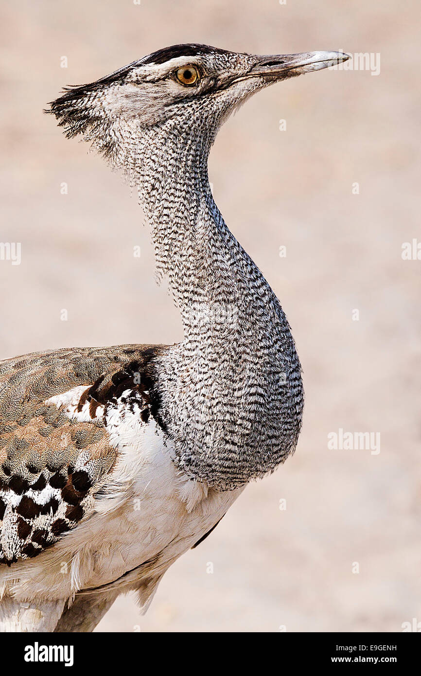 Kori maschio bustard (Ardeotis kori), il più grande di volo di uccelli nativi di Africa e il maschio può essere il più pesante animale vivente in grado di volo. Foto Stock