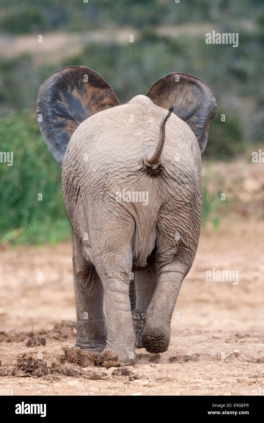 Elephant vista posteriore, Loxodonta africana, Parco Nazionale di Addo, Capo orientale, Sud Africa Foto Stock