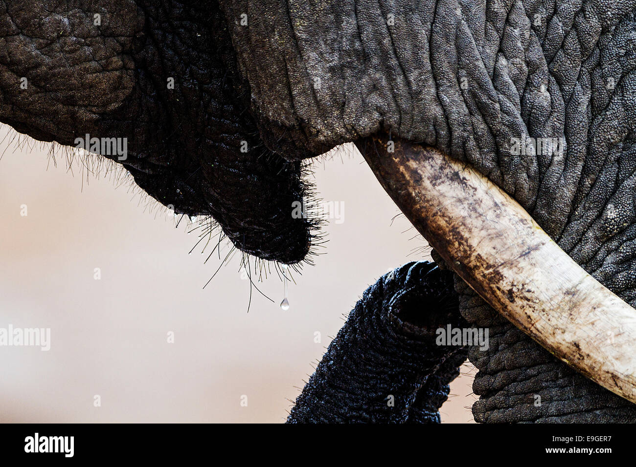 Close-up di un elefante africano (Loxodonta africana) bere in corrispondenza di un foro per l'acqua, il Botswana Foto Stock