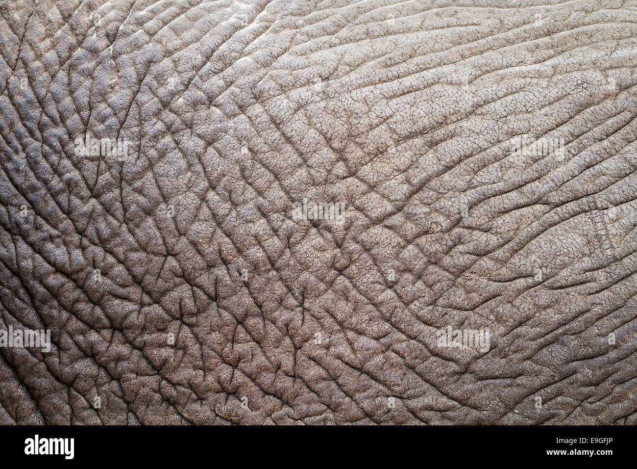 Pelle Rugosa Immagini E Fotos Stock Alamy