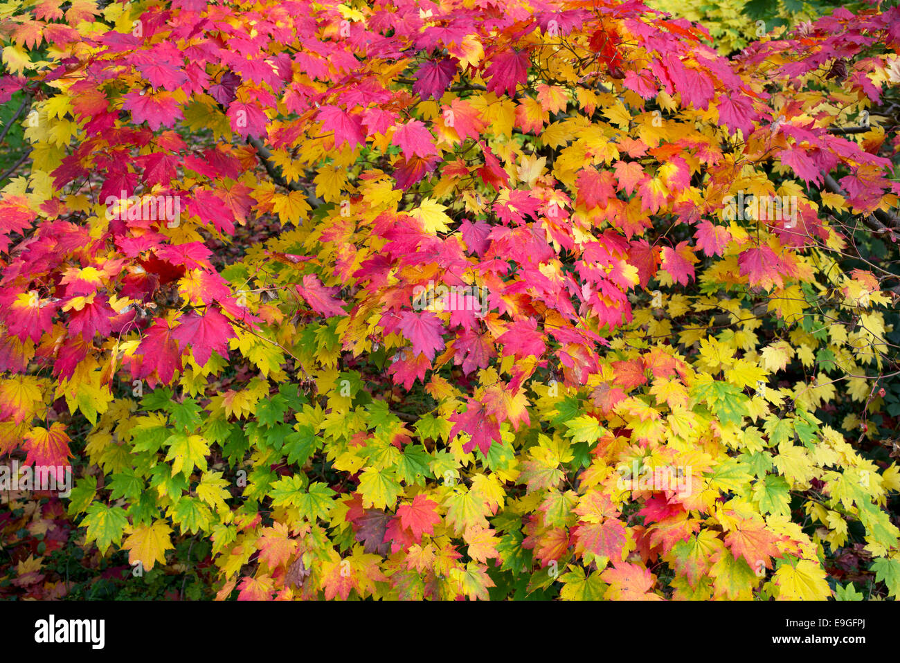 Acer japonicum vitifolium . Roverella Acero giapponese o luna piena di foglie di acero cambiando colore in autunno Foto Stock