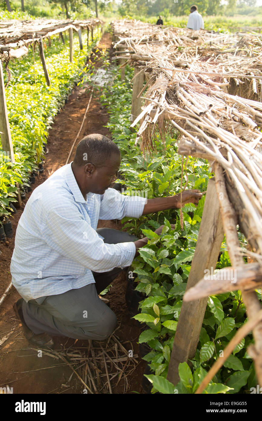 Un agricoltore gestisce le piantine di caffè nel vivaio Kabondo Rachuonyo nel sud, il Kenya. Foto Stock