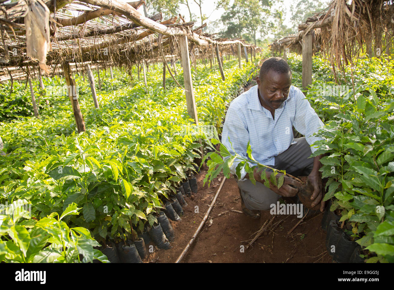 Un agricoltore gestisce le piantine di caffè nel vivaio Kabondo Rachuonyo nel sud, il Kenya. Foto Stock