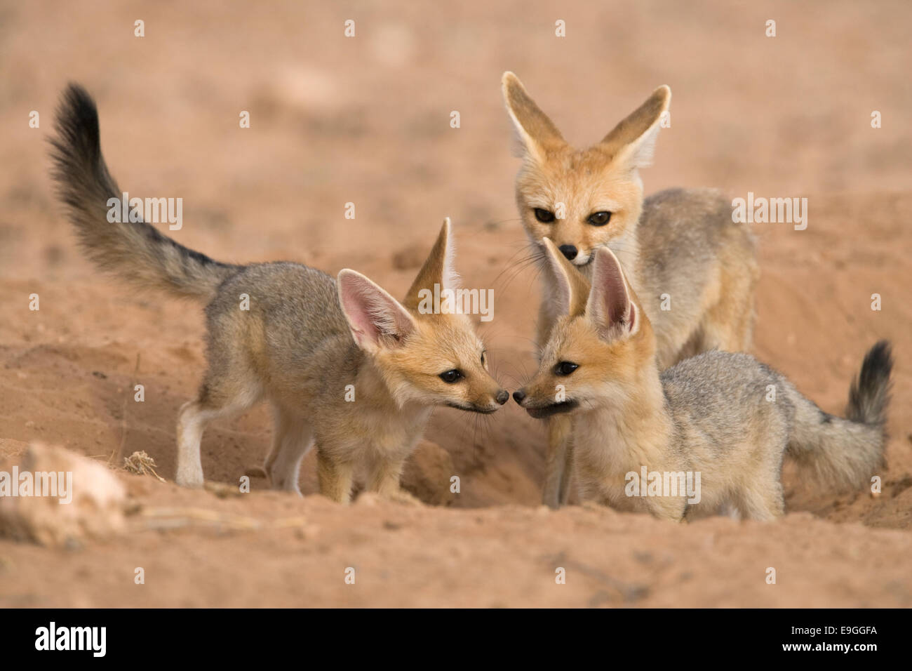 Argento (L) del capo famiglia fox, Vulpes chama a den, Kgalagadi Parco transfrontaliero, Northern Cape, Sud Africa Foto Stock