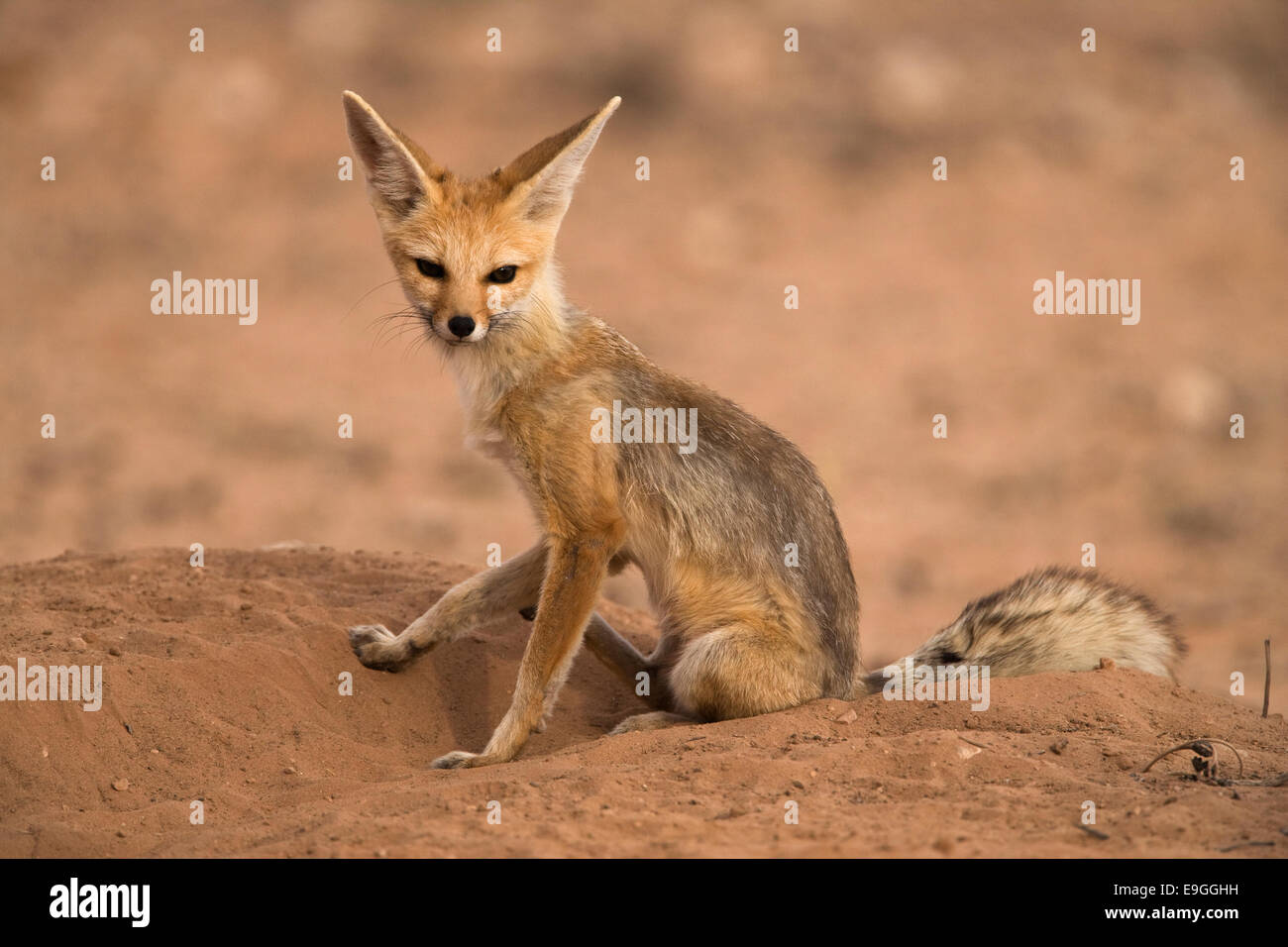 Cape fox, Vulpes chama,Kgalagadi Parco transfrontaliero,Northern Cape, Sud Africa Foto Stock