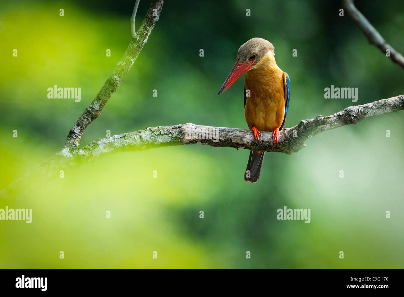 Stork fatturati kingfisher (Pelargopsis capensis) caccia in una mangrovia Foto Stock