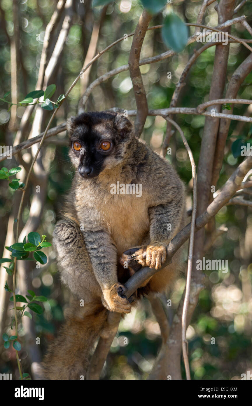 Il comune lemure marrone in Madagascar Foto Stock