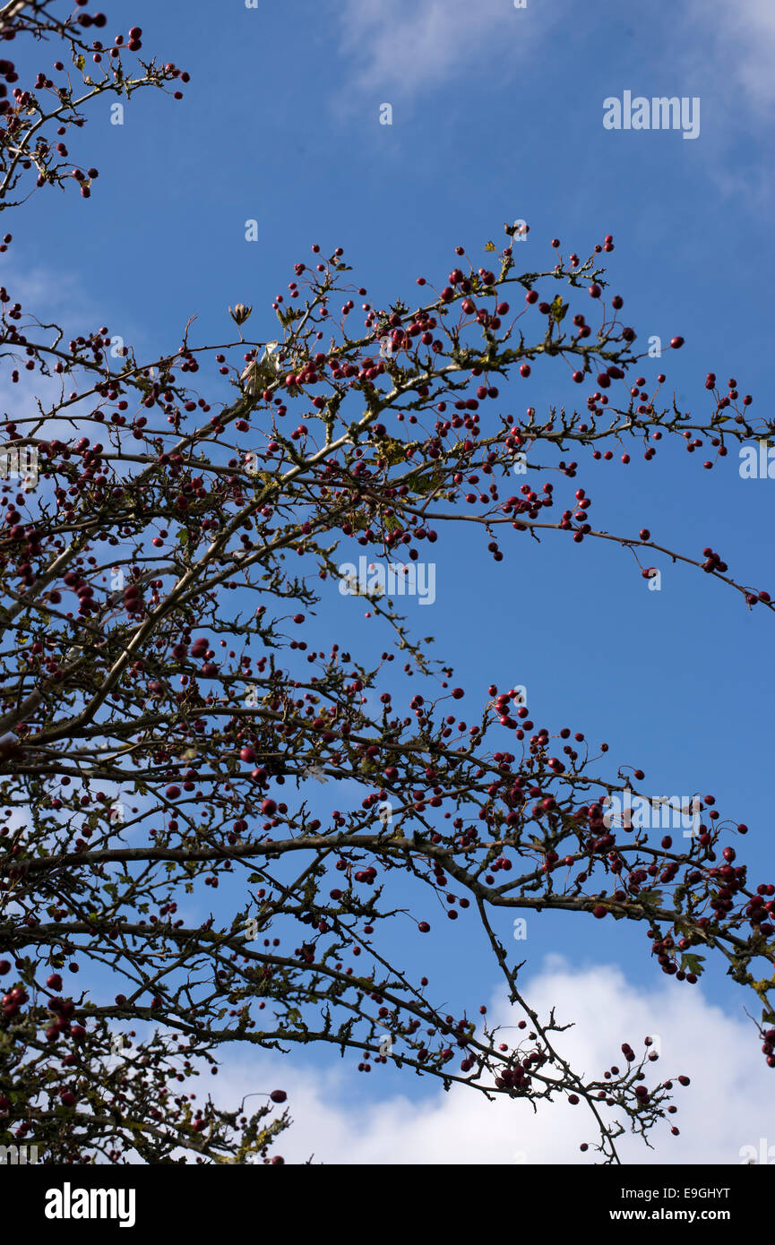 Autunno. Lewes, Sussex. biancospino bacche. Foto Stock