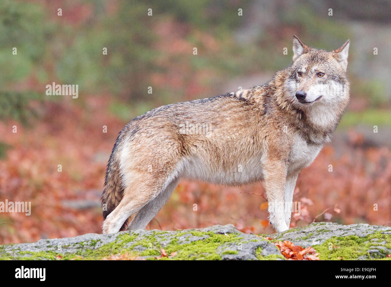 Un captive femmina lupo grigio sorge su una roccia in una foresta autunnale, Parco Nazionale della Foresta Bavarese, Germania Foto Stock