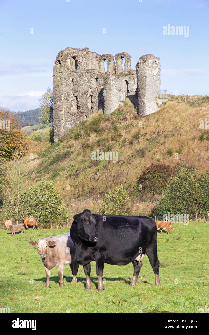 Il pascolo Cattel sotto il castello di Clun, Shropshire, Inghilterra, Regno Unito Foto Stock