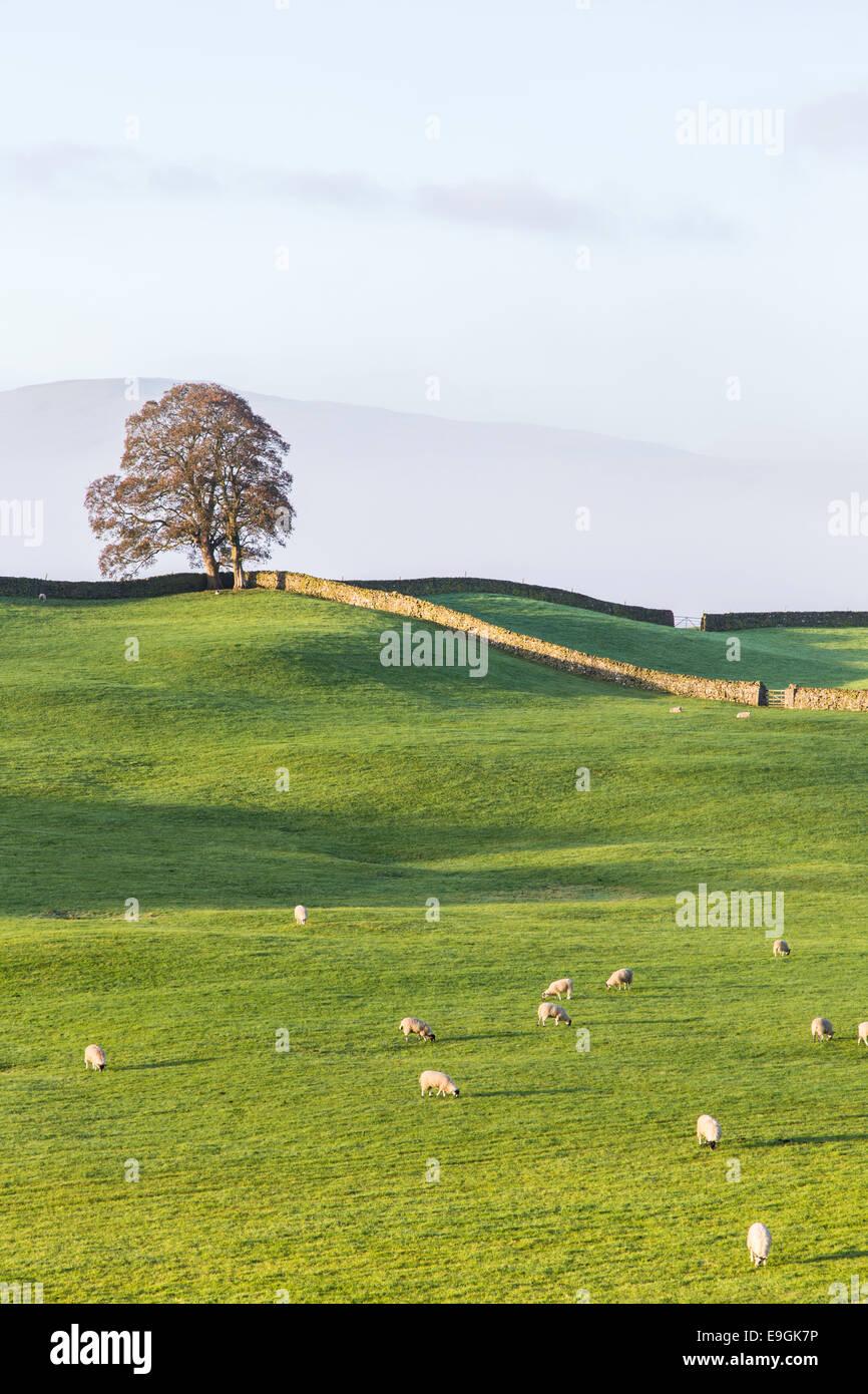 Alba sul Wensleydale, Yorkshire Dales National Park, North Yorkshire, Inghilterra, Regno Unito Foto Stock